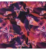 Duhoví motýli na fialové kočárkovina